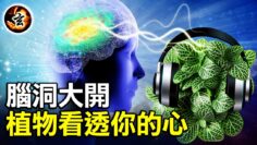 [ID: FA5H-7n9GTQ] Youtube Automatic